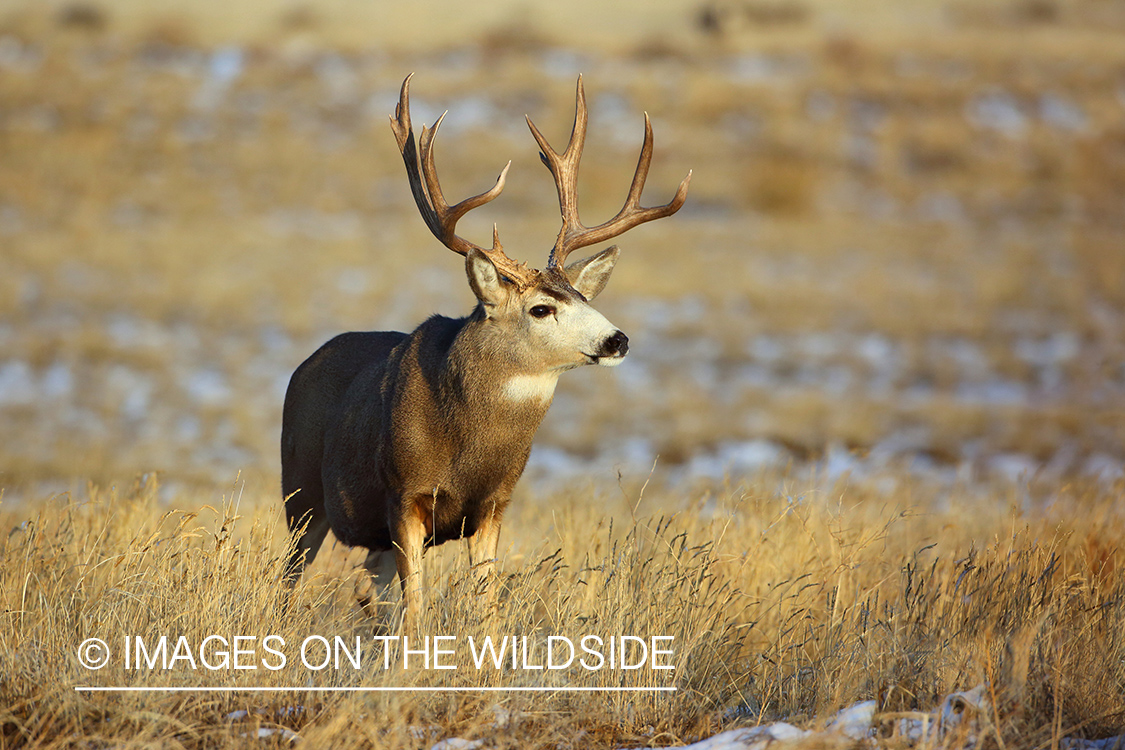 Mule deer buck in winter field.