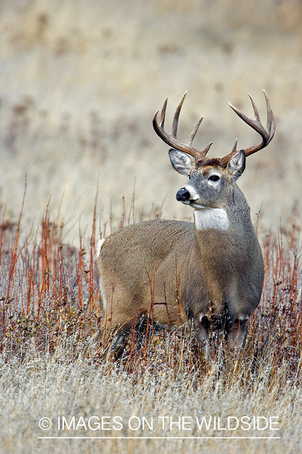 White-tailed deer in habitat