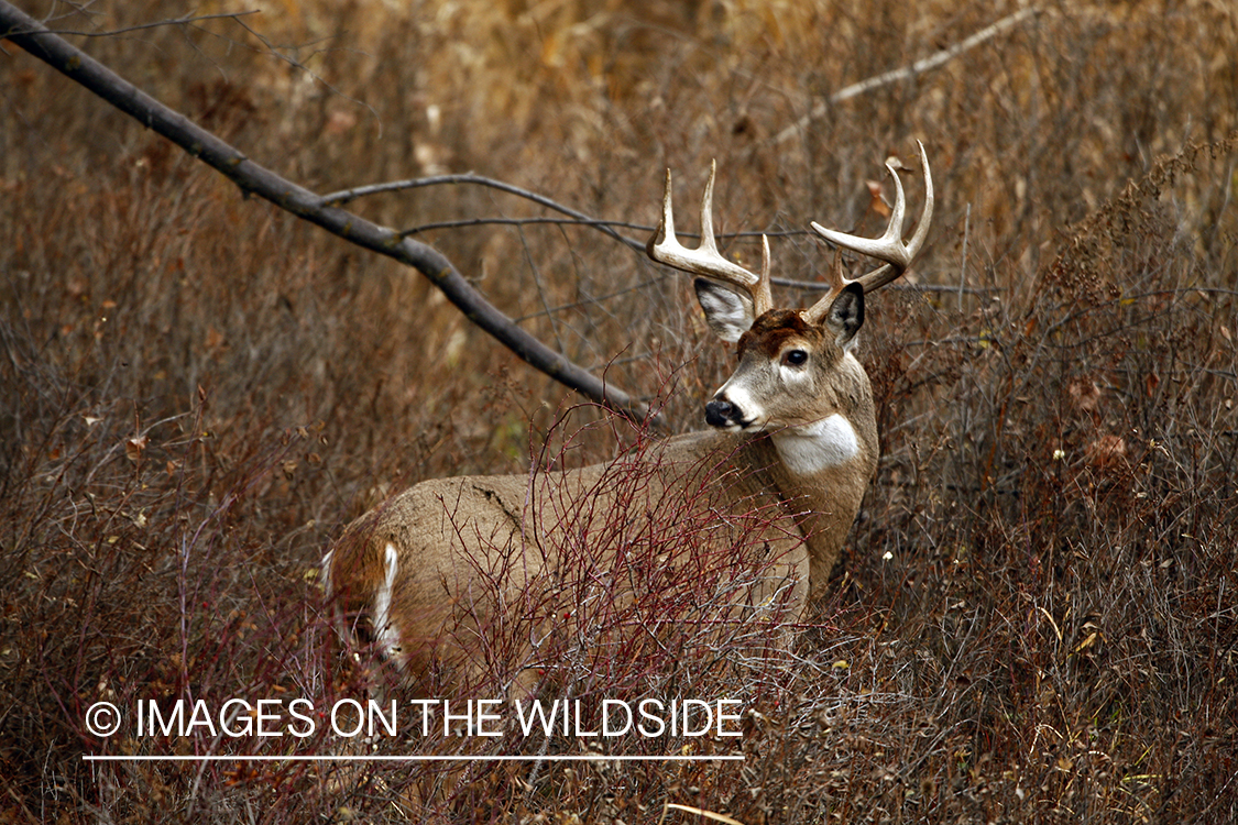 Whitetail Buck