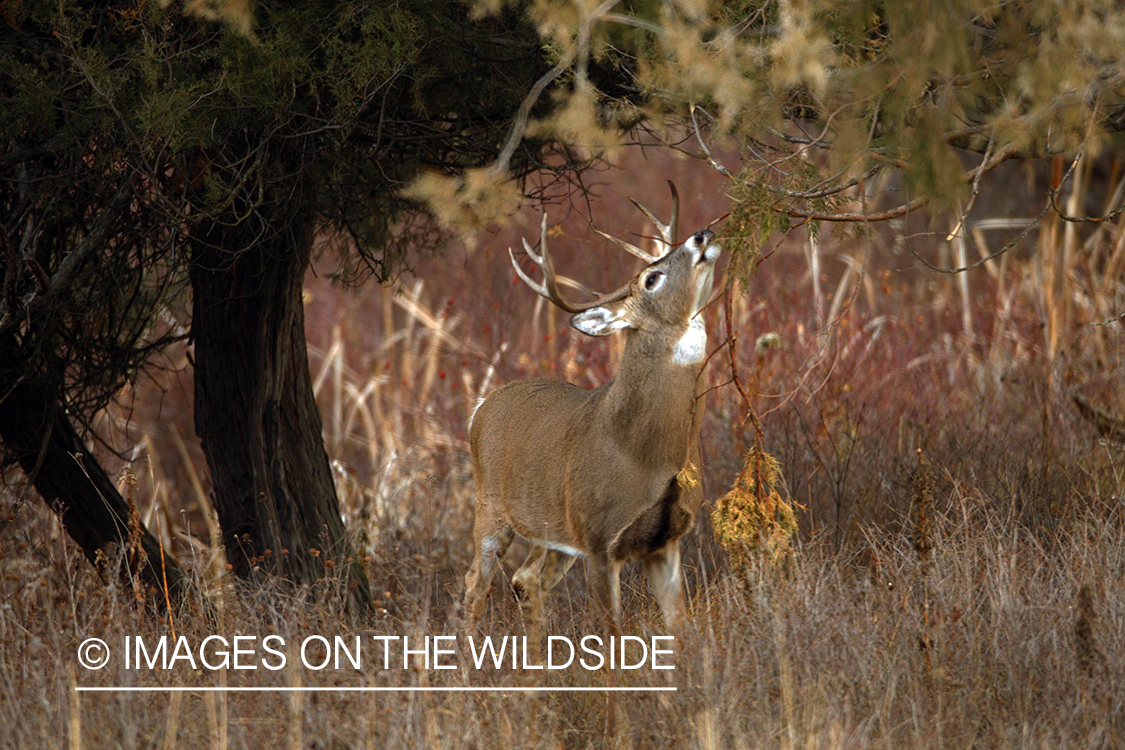 Whitetail Buck in Rut