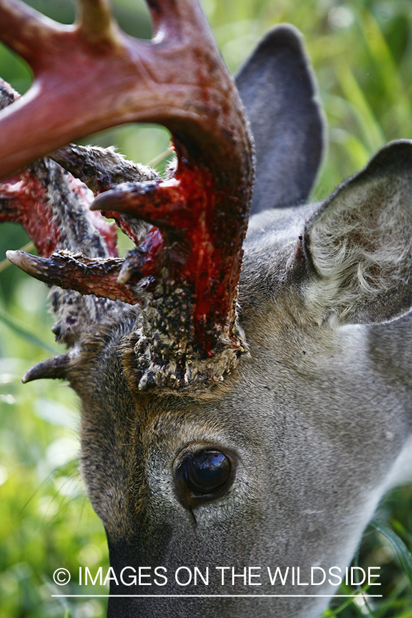 Whitetail buck shedding velvet