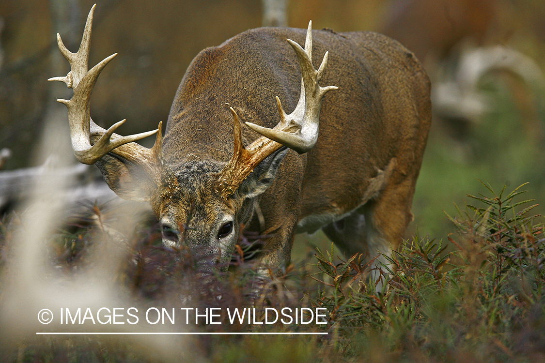 Whitetail buck in habitat