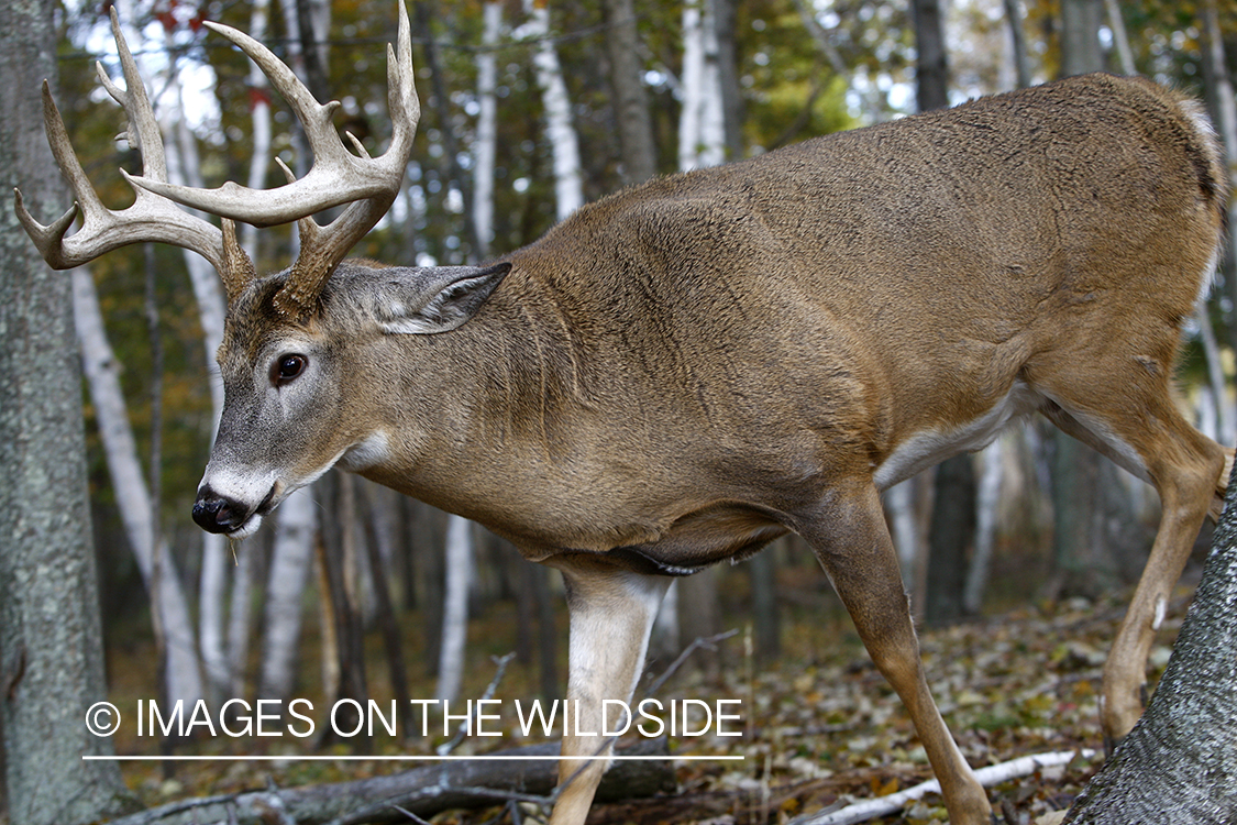 Whitetail buck in habitat