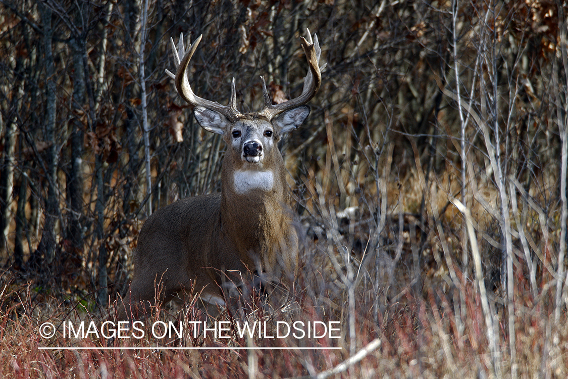 Whitetail buck in habitat