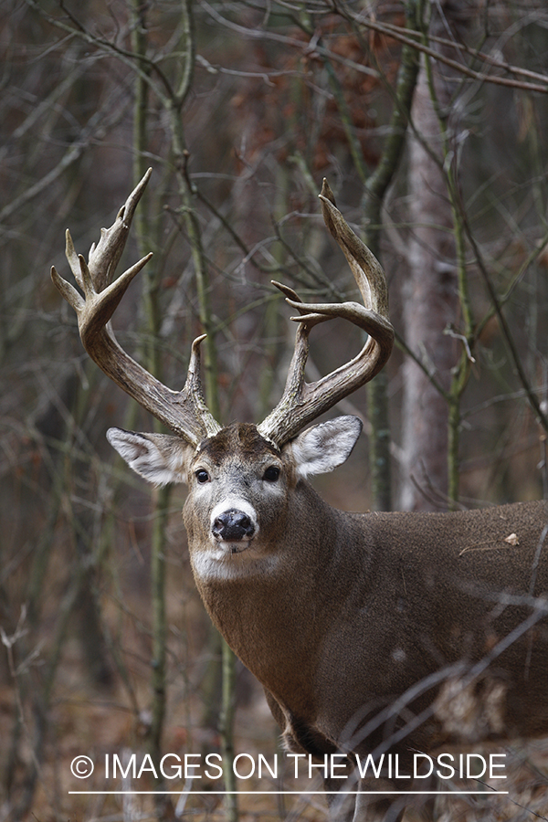 Whitetail buck in habitat.