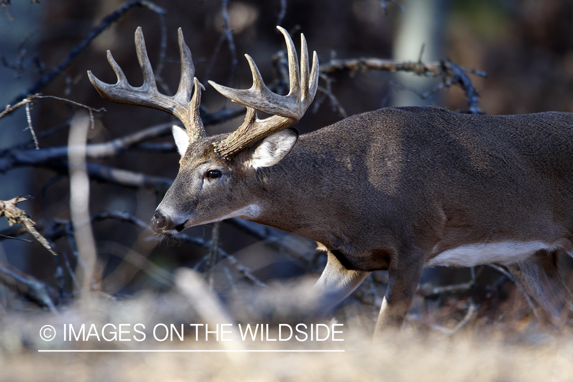 Whitetail buck in habitat.