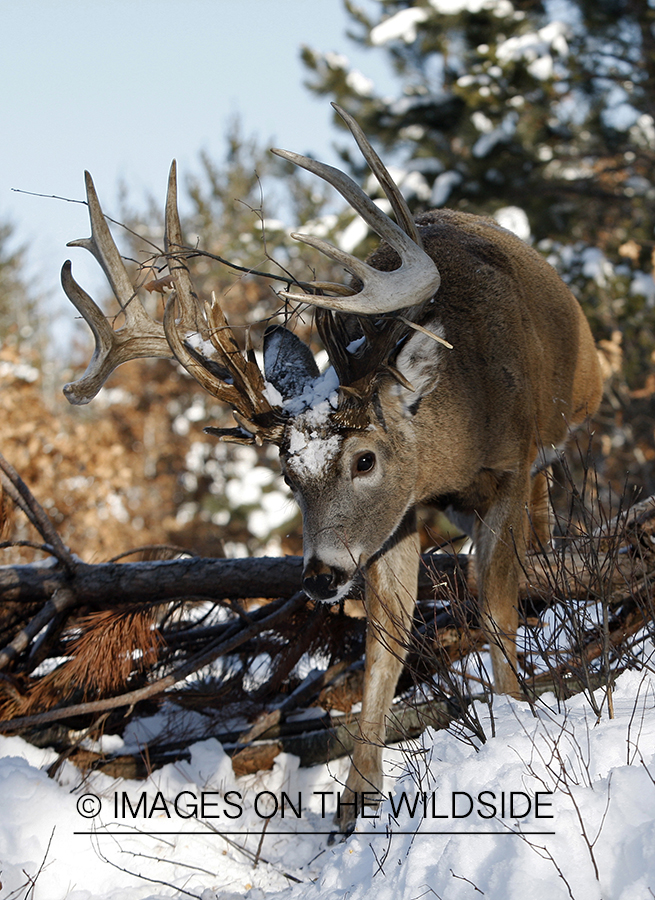 White-tailed buck in habitat.