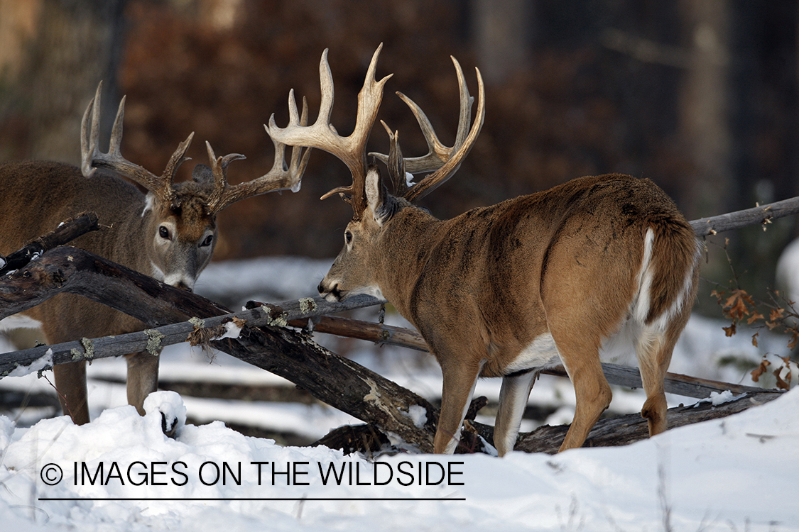 White-tailed buck in habitat.