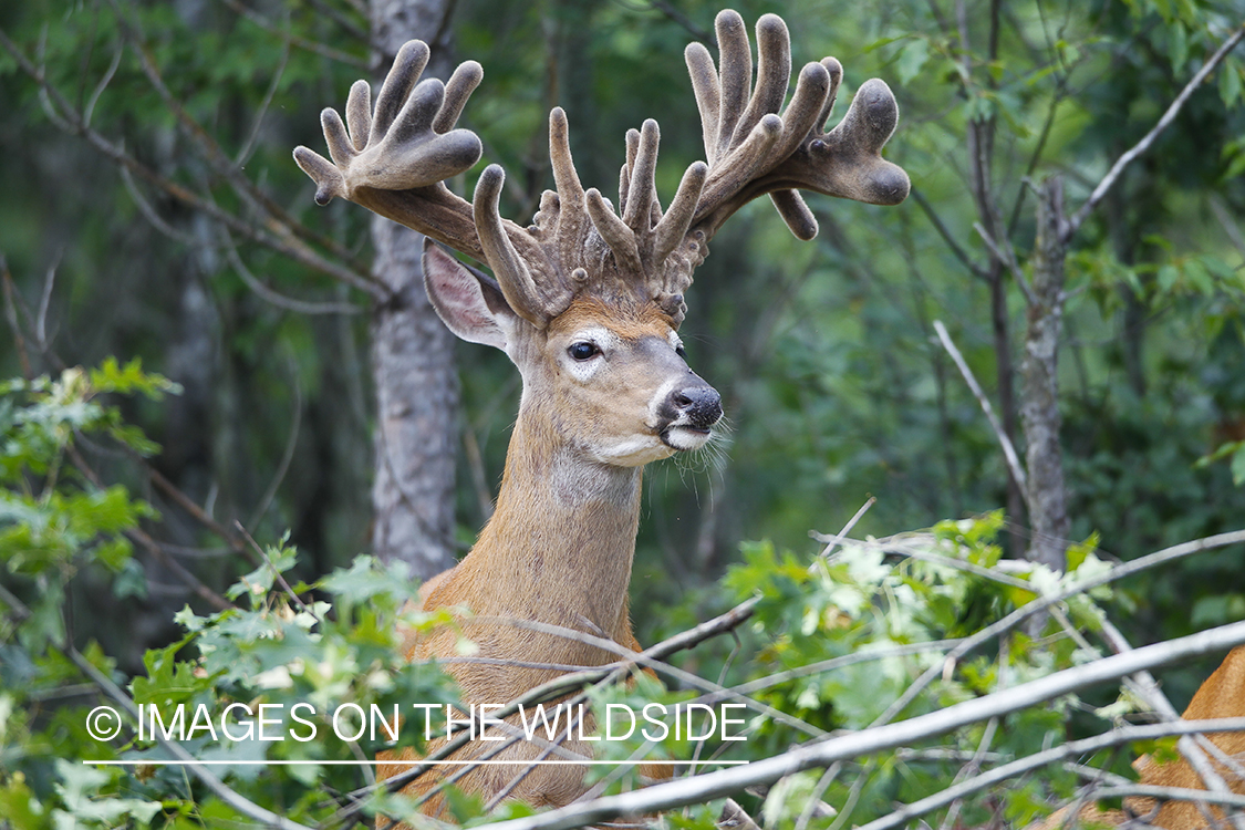 Whie-tailed deer apple creek