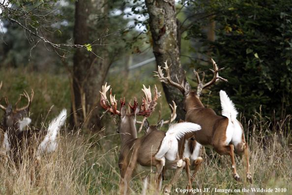 White-tailed bucks in the velvet fleeing