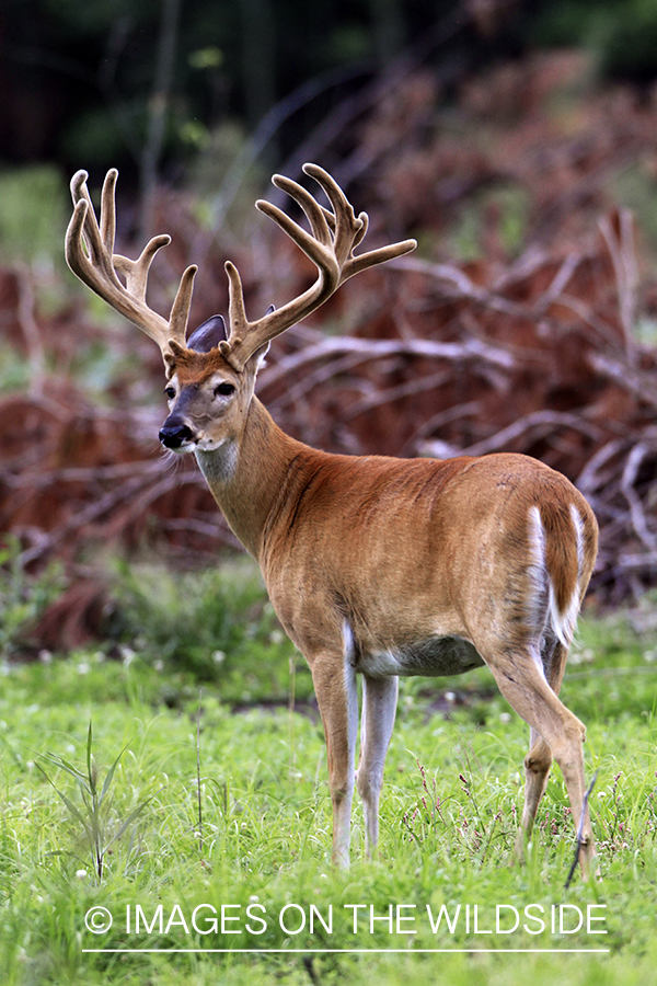 White-tailed buck in velvet 