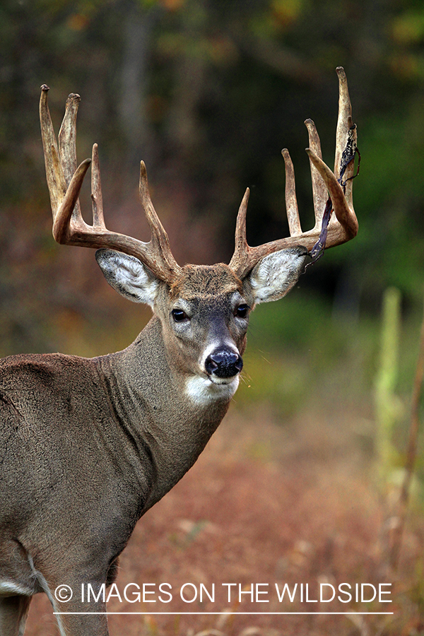 White-tailed buck in habitat. *