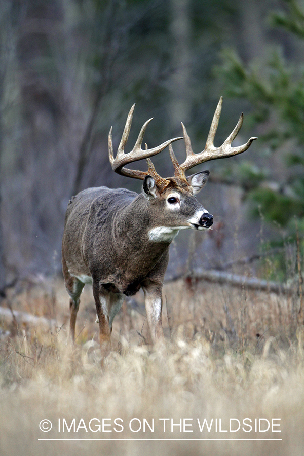 White-tailed buck in habitat. *