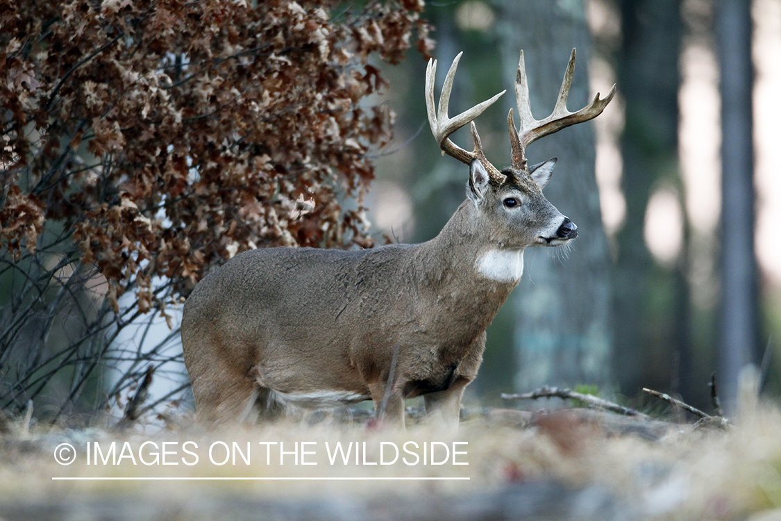 White-tailed buck in habitat. *