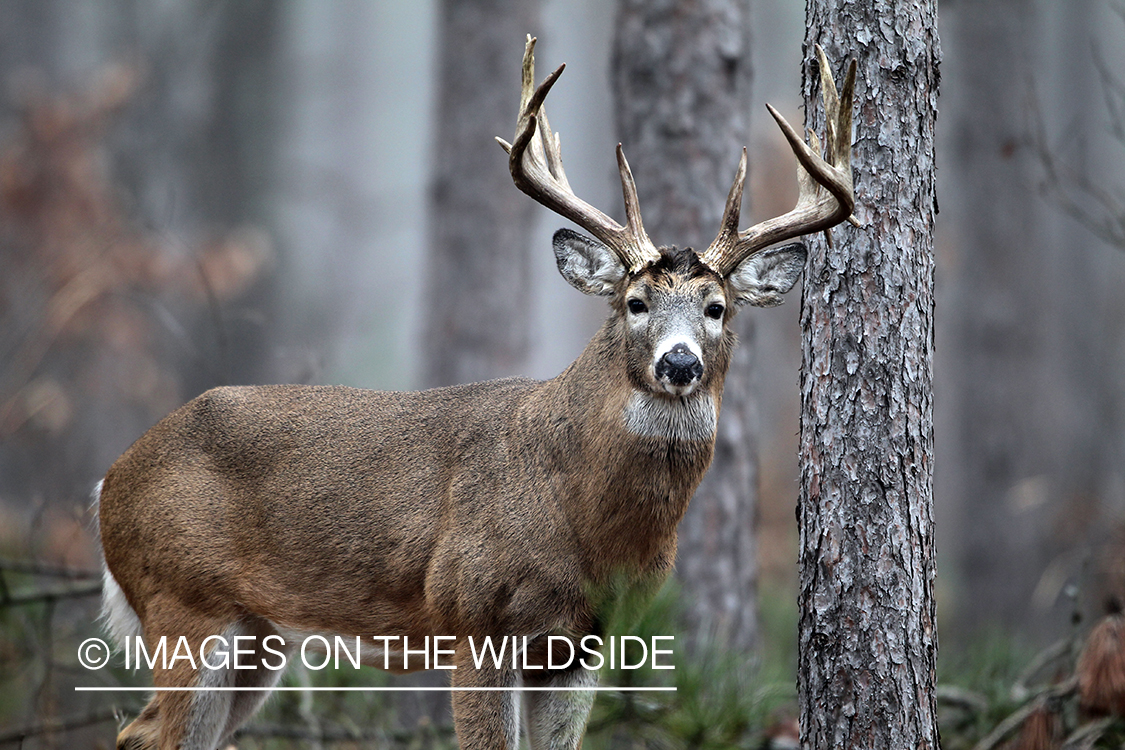 White-tailed buck in habitat. 