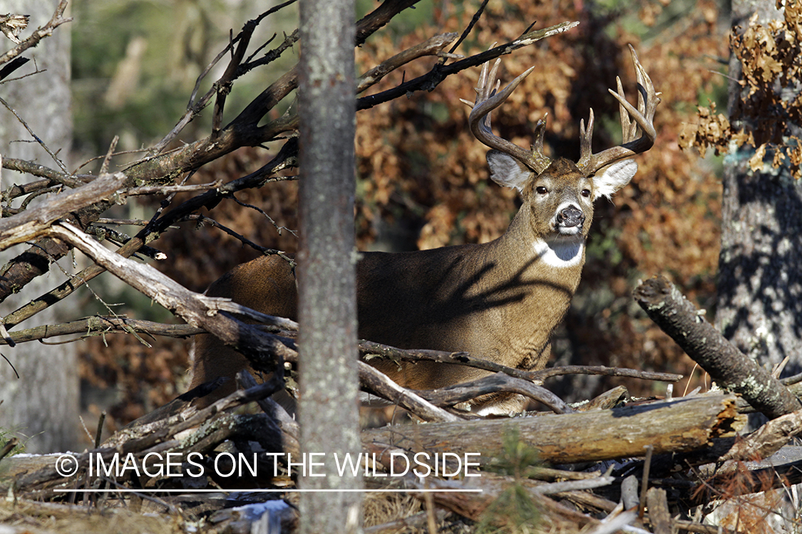 White-tailed buck in habitat. *