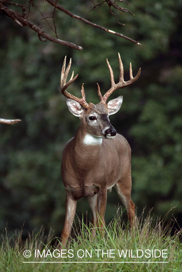 White-tailed buck in habitat. 