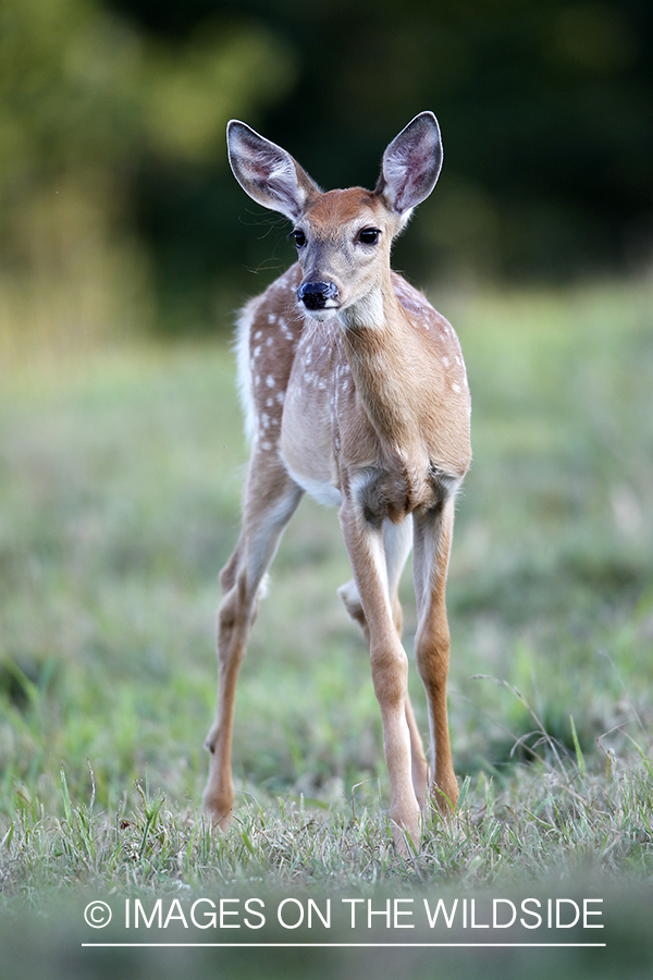 White-tailed fawn in habitat. 