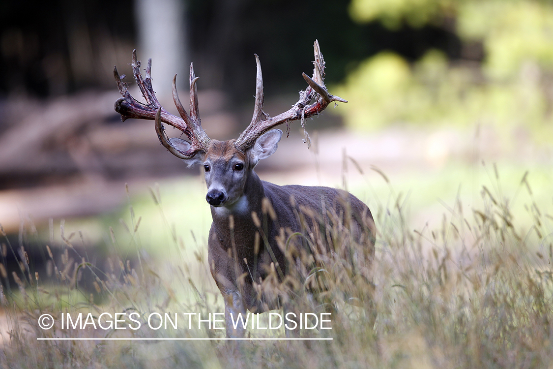 White-tailed buck shedding velvet.  