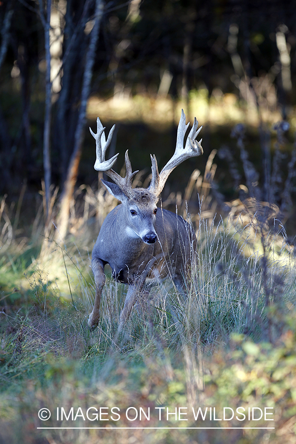 White-tailed buck in habitat. 