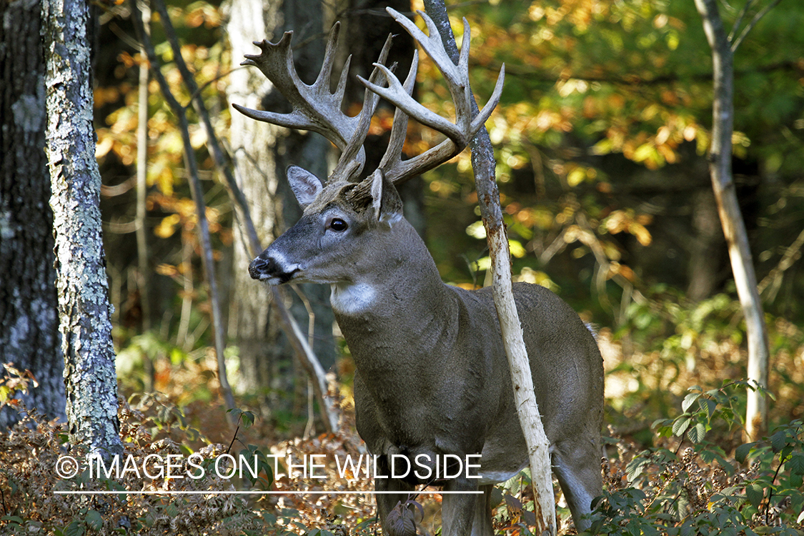 White-tailed buck in habitat. 