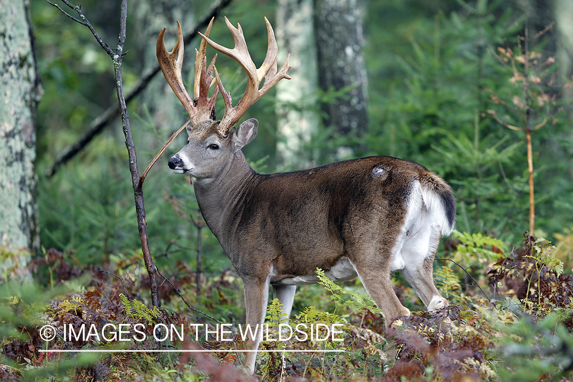 White-tailed buck in habitat. 