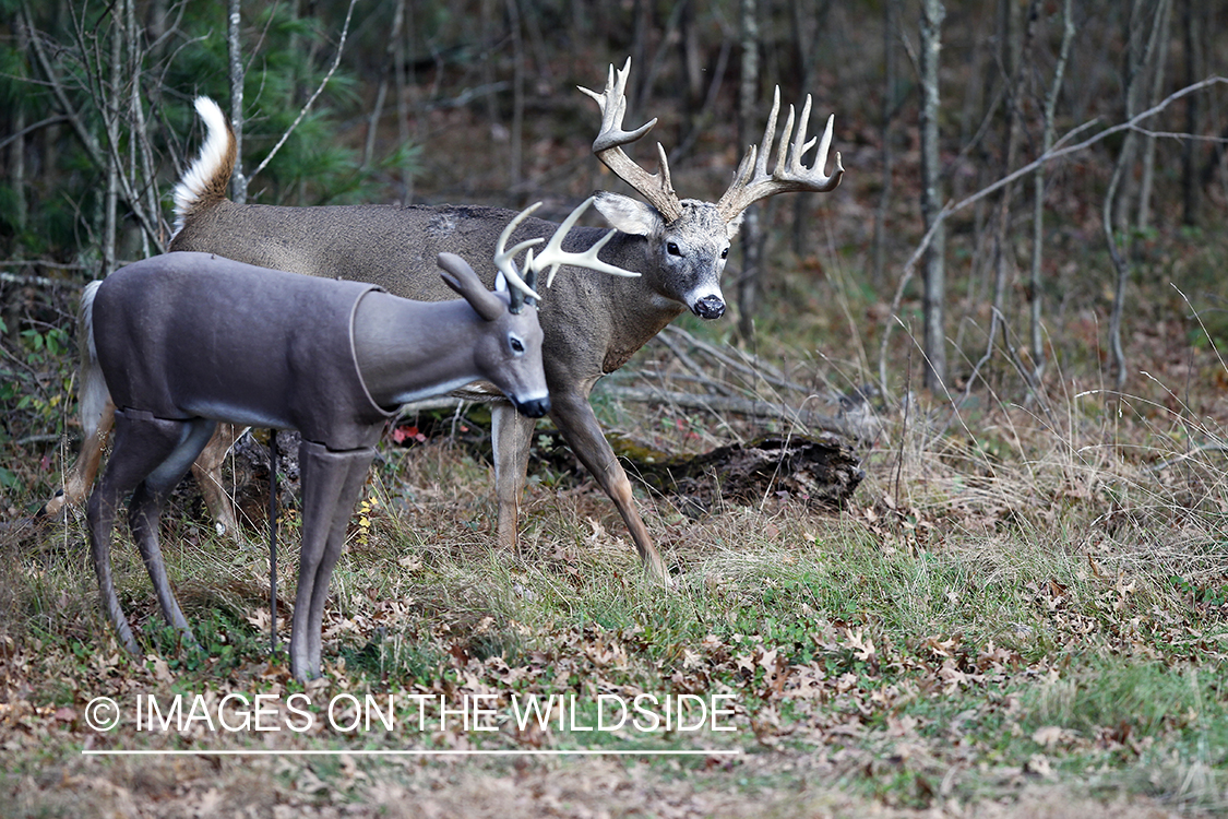 White-tailed buck approaching decoy. 