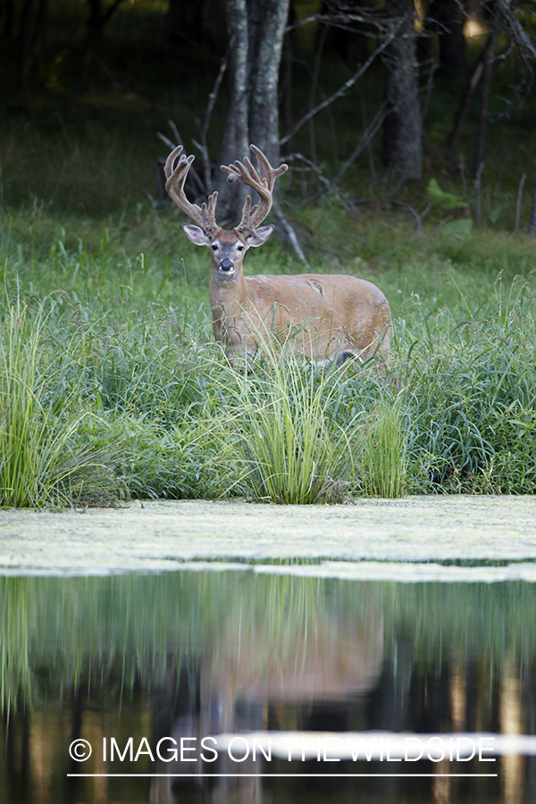 White-tailed buck in velvet.