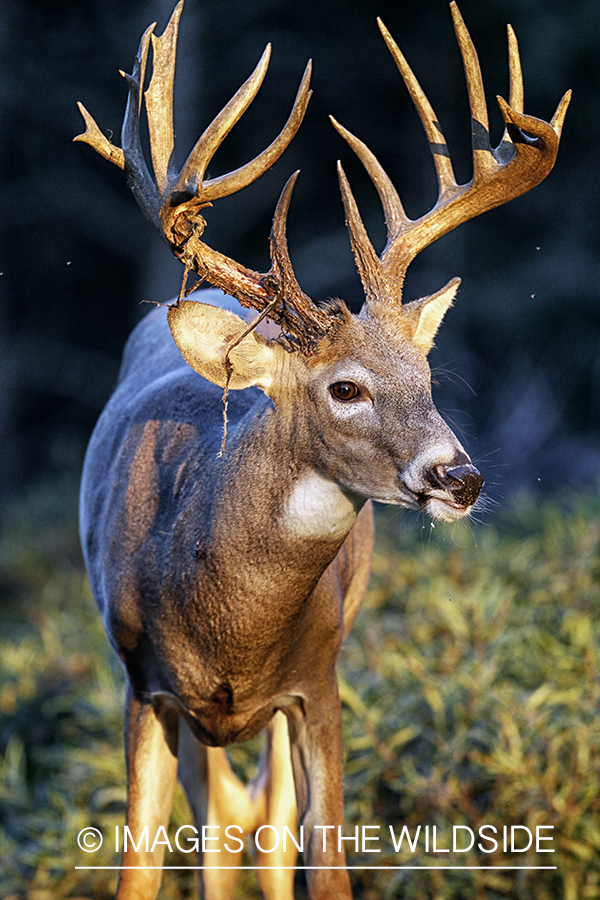 White-tailed buck shedding velvet.