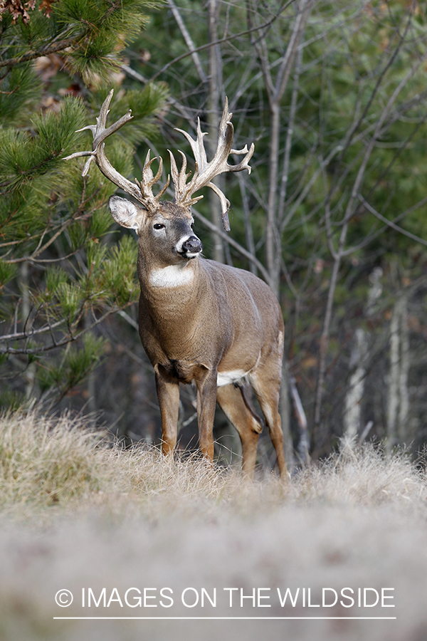 White-tailed buck in habitat.