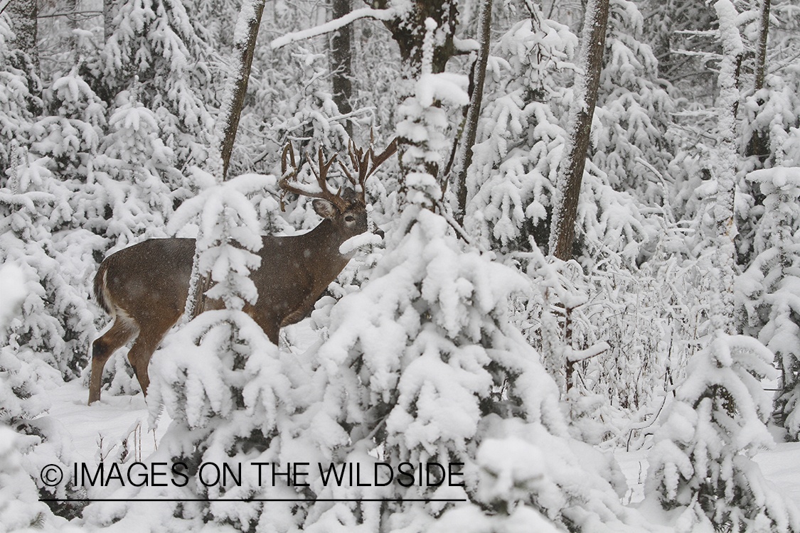 White-tailed buck in winter habitat.