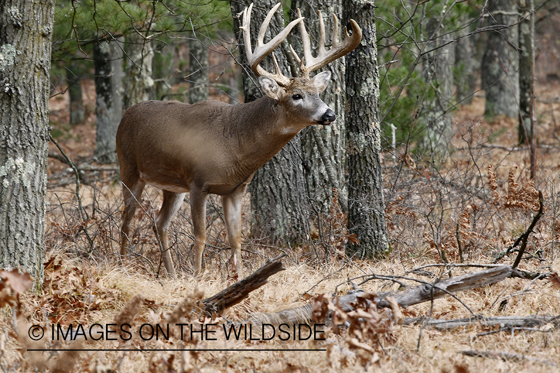 White-tailed buck in habitat.