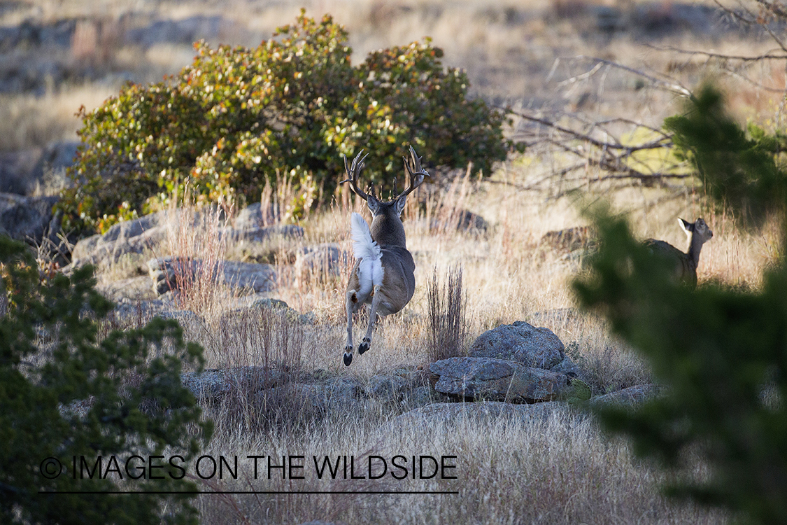 White-tailed buck running in habitat.