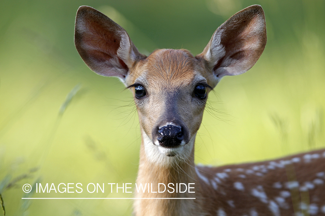 White-tailed fawn in habitat.