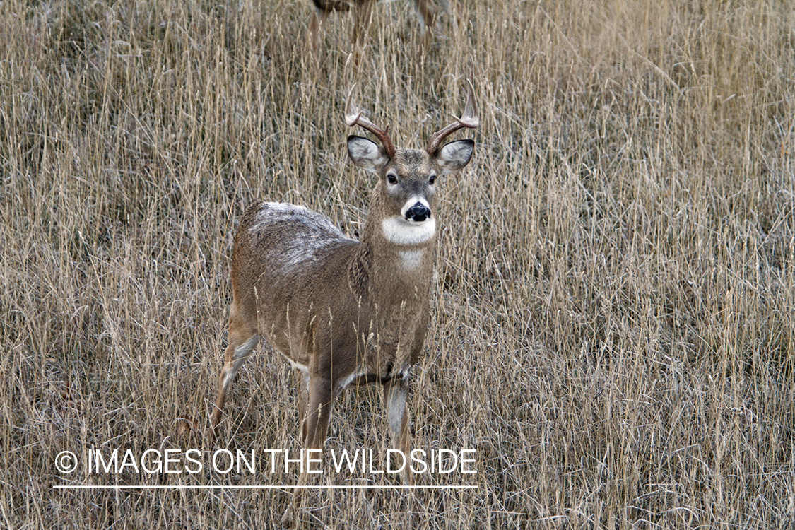 View of White-tailed buck in habitat from tree stand.