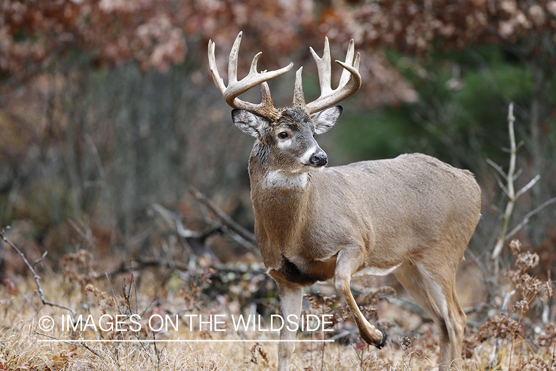 White-tailed buck in habitat.