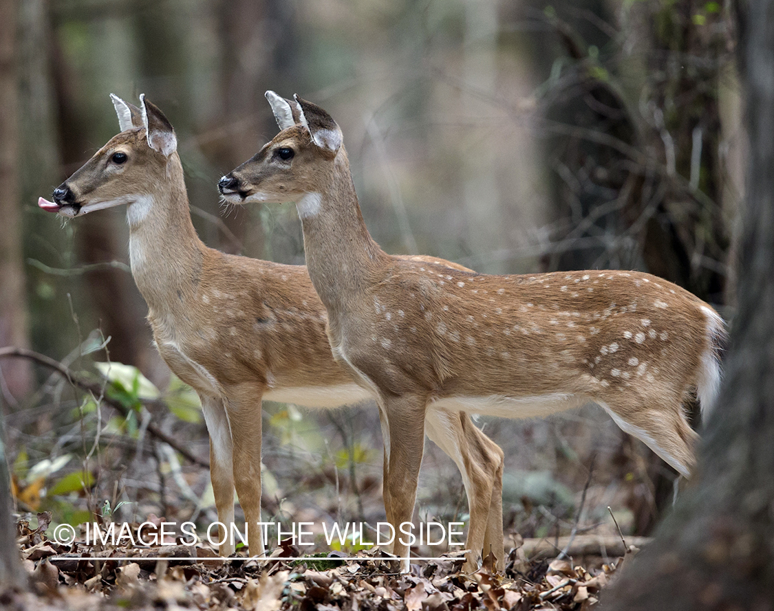 White-tailed fawns in velvet.