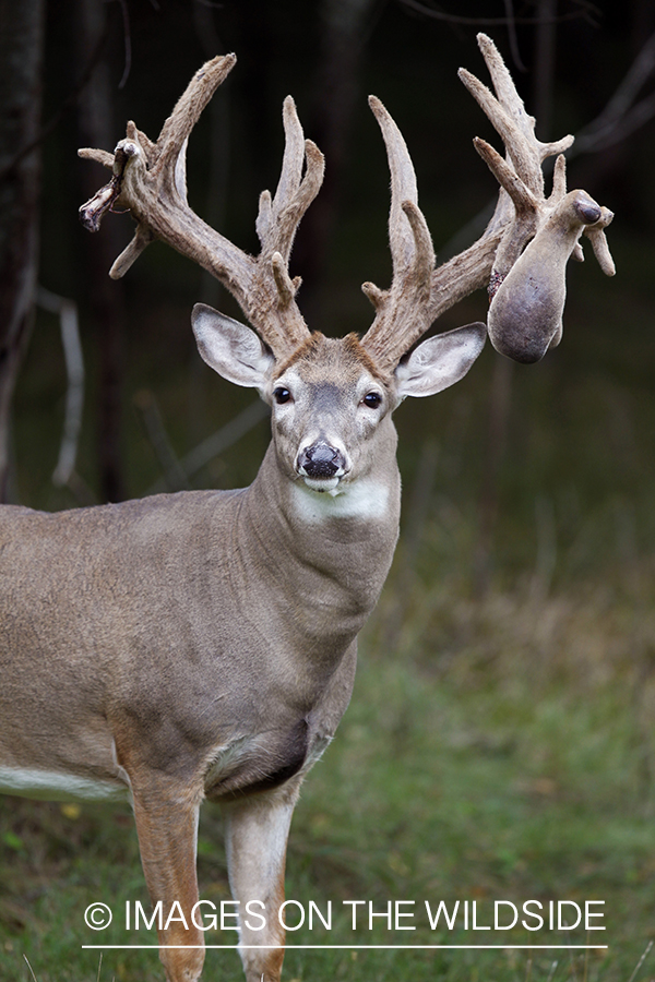 White-tailed buck in habitat.