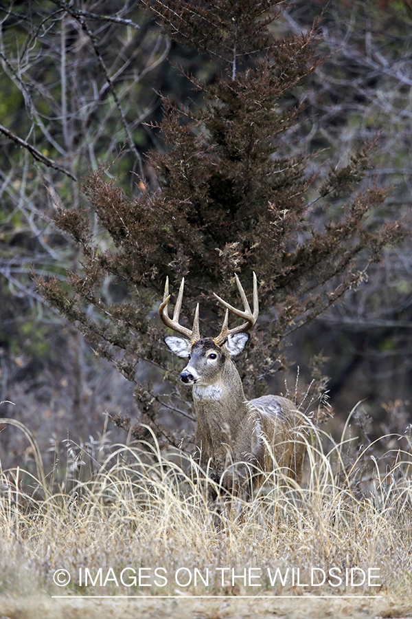 White-tailed buck in habitat.