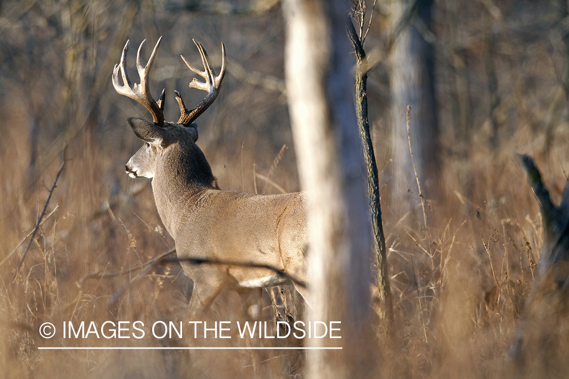 White-tailed buck in habitat. 