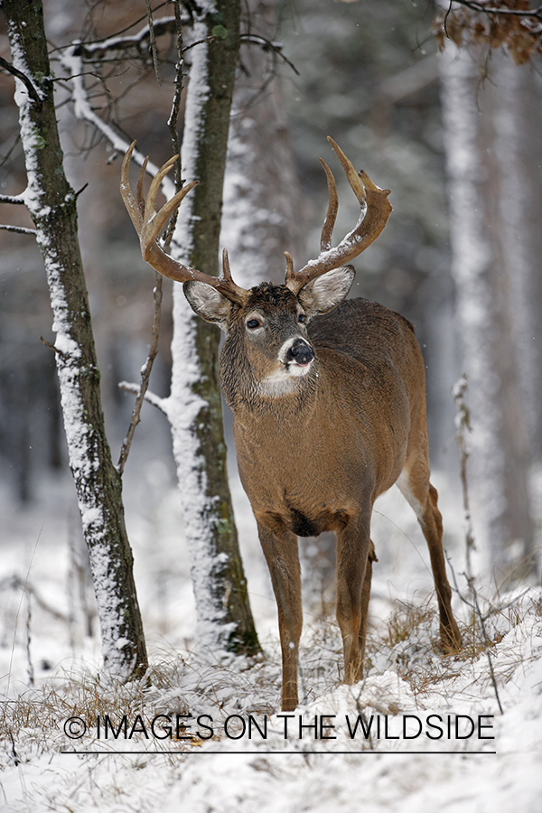 White-tailed buck in winter habitat.