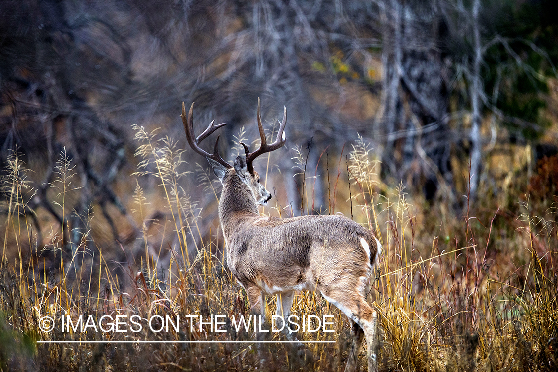 White-tailed buck in habitat.