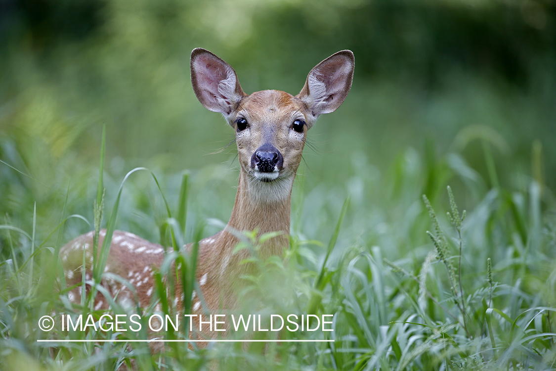 White-tailed fawn in habitat.