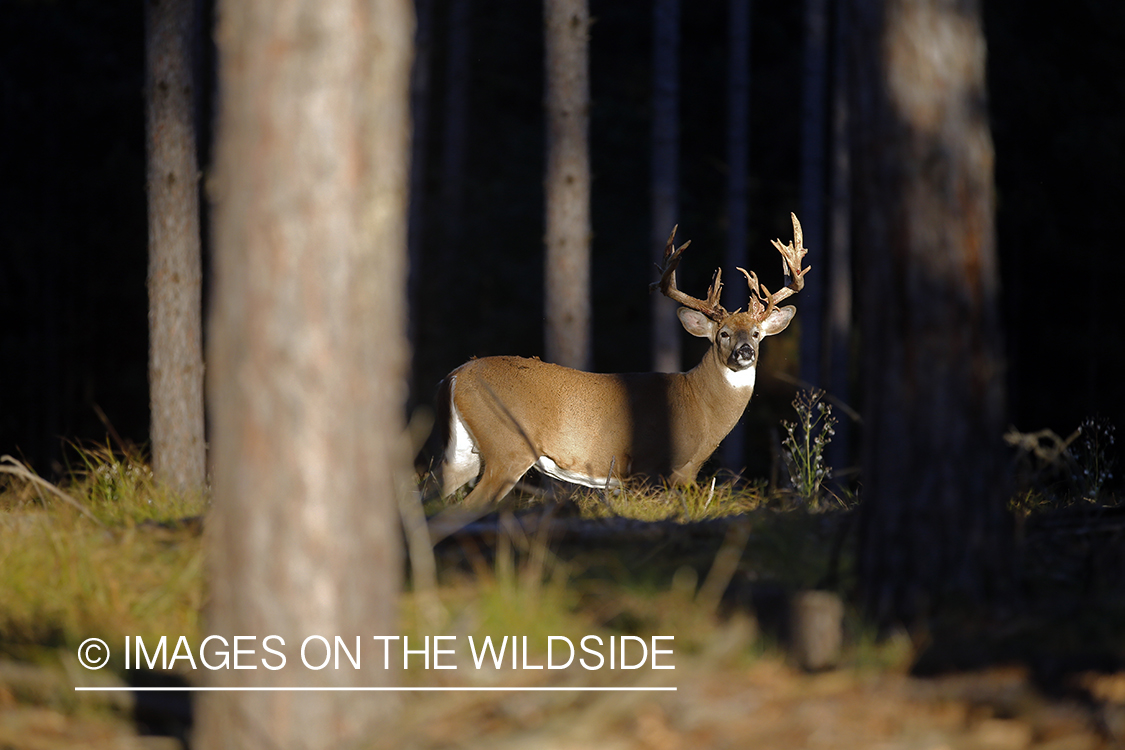 White-tailed buck shedding Velvet.