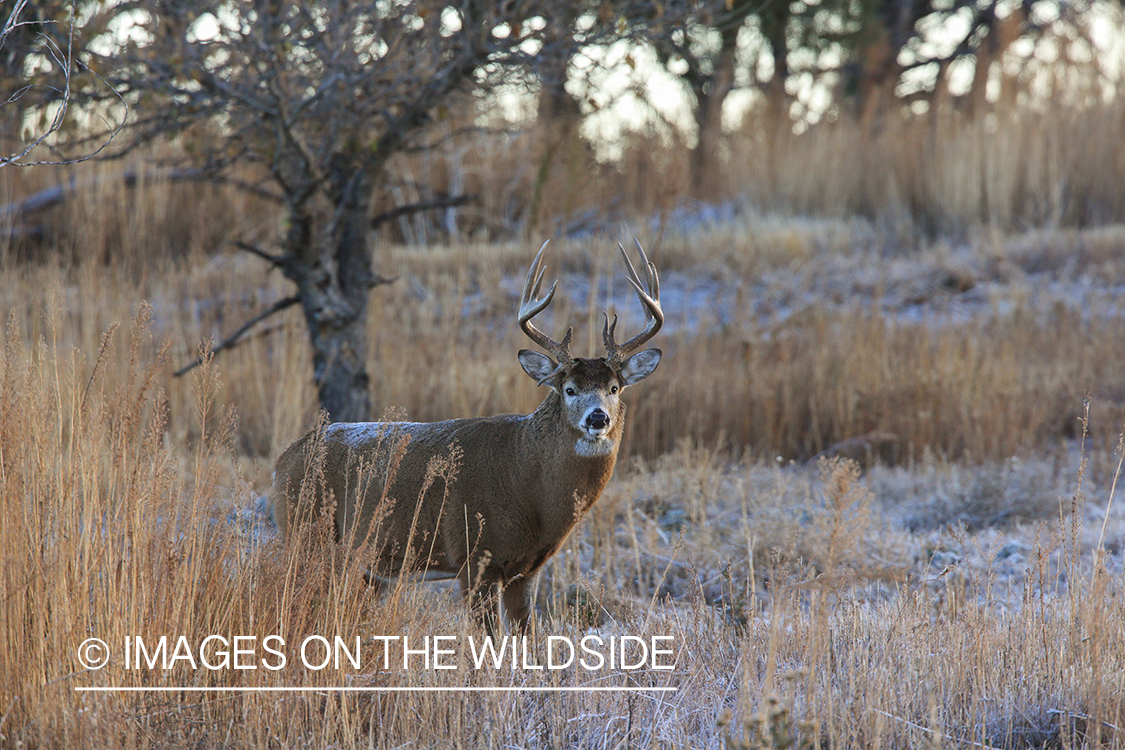 White-tailed buck in field.