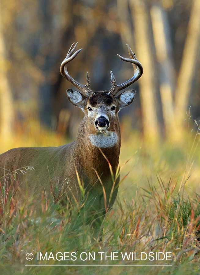 White-tailed buck in habitat.