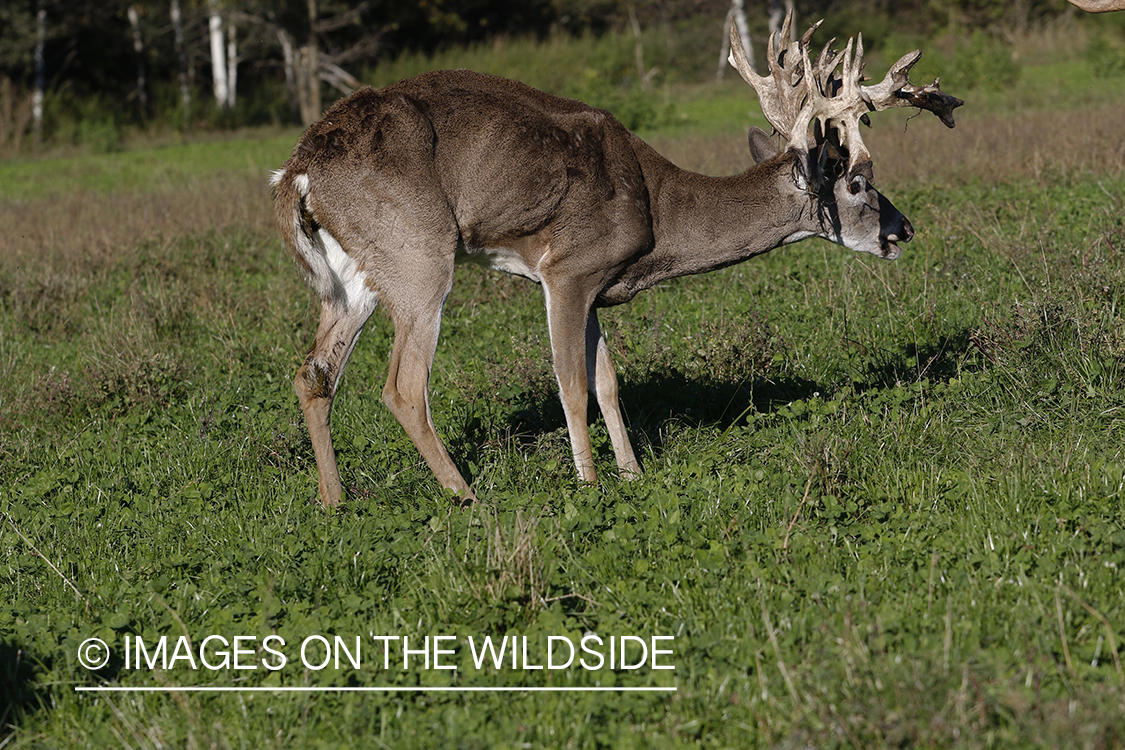 White-tailed deer with EHD disease in high fence.