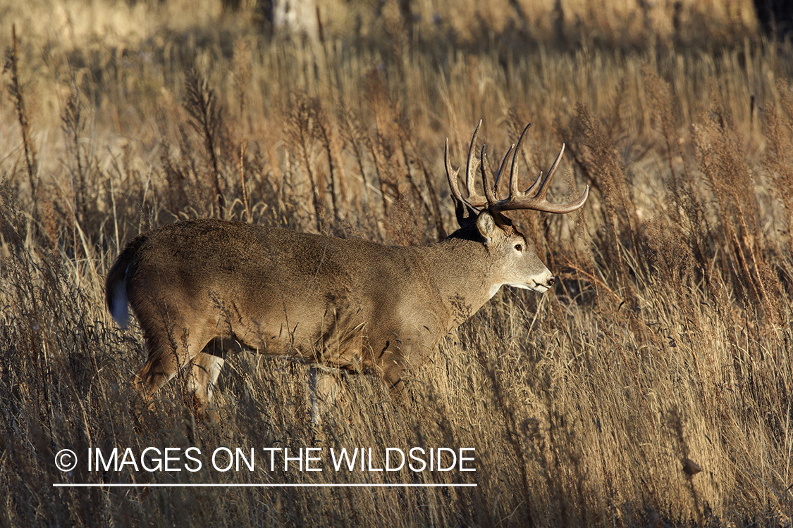 White-tailed buck in field.