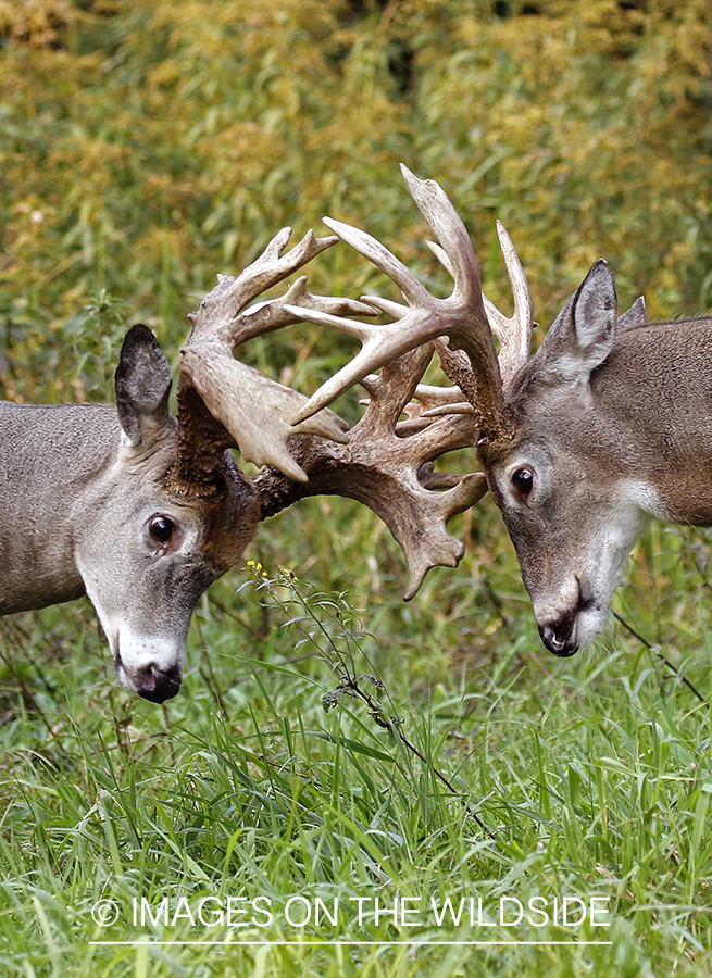 White-tailed bucks fighting during Rut.