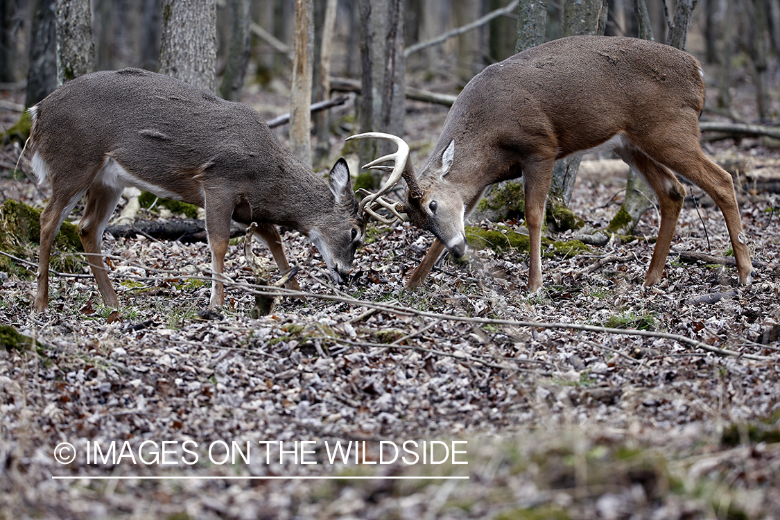 White-tailed bucks fighting.